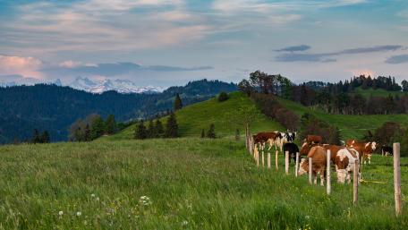 Serene Cattle Grazing in a Lush Meadow Landscape wallpaper