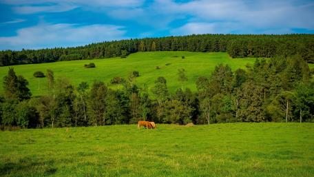 Serene Pasture with Cattle Grazing on a Green Hill wallpaper