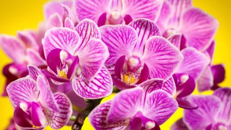 Vibrant Pink Orchids Against a Sunny Background wallpaper