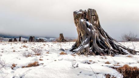 Majestic Winter Tree Stumps in Snowy Landscape wallpaper