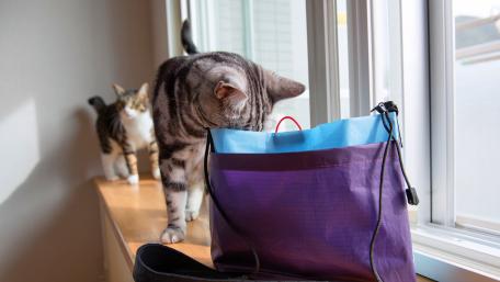 Curious Cats Exploring a Colorful Bag wallpaper
