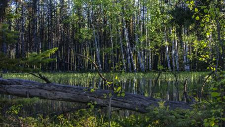 Serene Riparian Forest Reflection in Tranquil Waters wallpaper