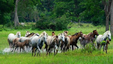 Galloping Through Nature's Beauty wallpaper