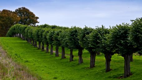 Serene Tree-Lined Lane in Rural Landscape wallpaper