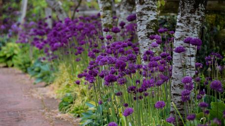 Vibrant Purple Blossoms in Bloom wallpaper