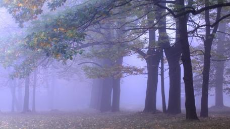 Mysterious Forest in Hazy Foggy Atmosphere wallpaper