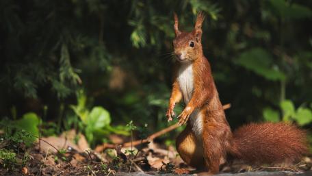 Charming Squirrel in Nature Scene wallpaper
