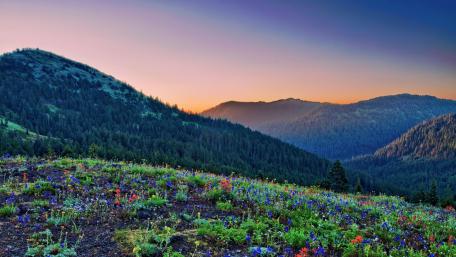 Breathtaking Mountains Embraced by Wildflowers at Dusk wallpaper
