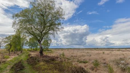Serene Spring Landscape with Lush Greenery and Clouds wallpaper