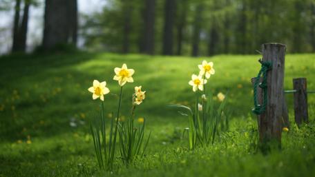 Spring Serenity in Blooming Daffodils wallpaper