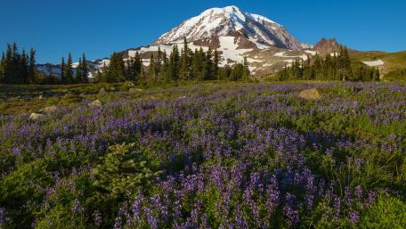 Mountain Majesty Surrounded by Wildflowers wallpaper