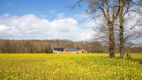Peaceful Countryside Farmhouse Amidst Vibrant Fields of Yellow Flowers wallpaper