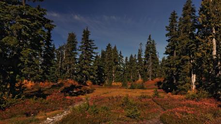 Vibrant Autumn Forest Scene in 4K wallpaper