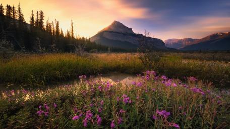 Majestic Mountain Meadow at Sunset wallpaper