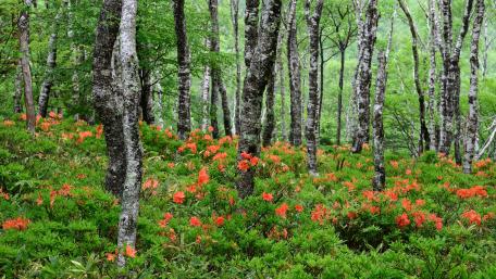 Vibrant Forest Blossoms in Full Bloom wallpaper