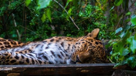 Majestic Leopard in Serene Slumber wallpaper