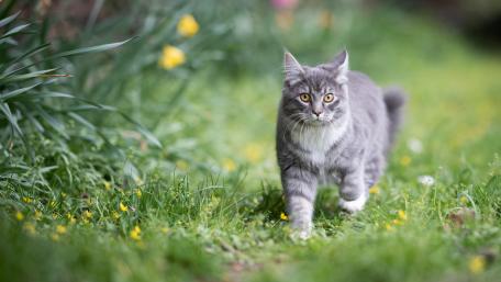 Majestic Feline in Blooming Meadow wallpaper