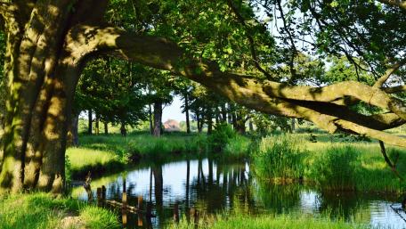 Serene Canal Reflections in Nature Enhanced by Trees wallpaper
