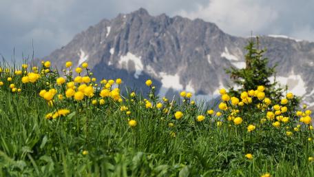Spring Serenity in the Mountains wallpaper