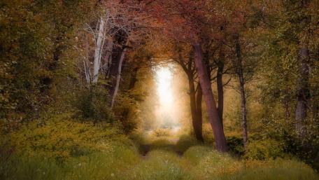Enchanting Autumn Forest Pathway wallpaper