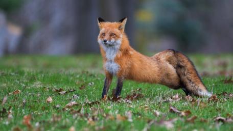 Vibrant Red Fox in a Natural Setting wallpaper