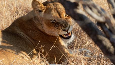 Majestic Lioness in the Wild wallpaper