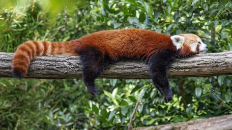 Restful Red Panda Leisure in Lush Greenery wallpaper