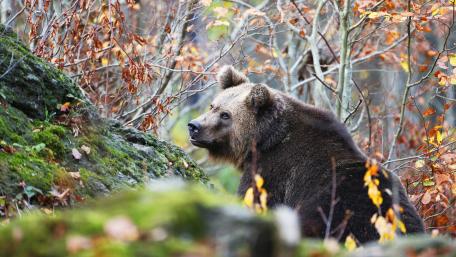 Majestic Bear Amidst Autumn Leaves wallpaper