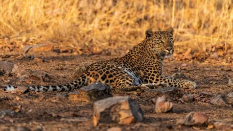Majestic Leopard in Golden Grasslands wallpaper