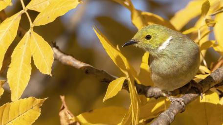 Autumn Bird in Golden Leaves Wallpaper wallpaper