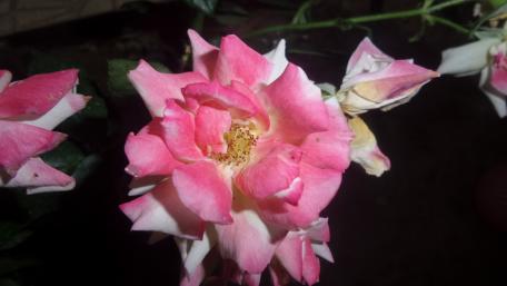 Vibrant Pink Rose Blossom Wallpaper wallpaper