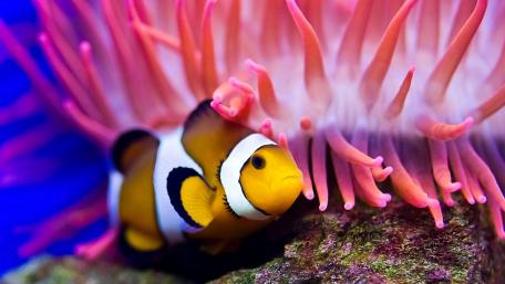 Cute lovely clownfish wallpaper