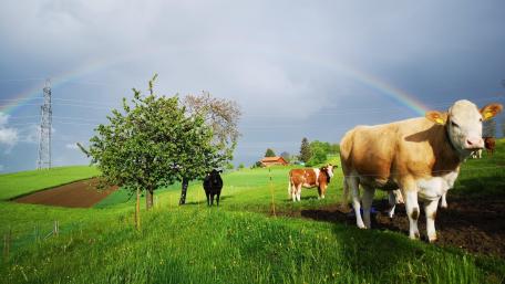 Serene Grazing Under a Vibrant Rainbow wallpaper