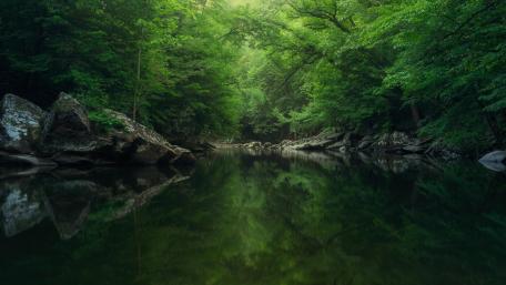 Tranquil Reflections in a Lush Green Forest wallpaper