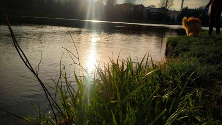 Tranquil Sunset by the Water's Edge wallpaper