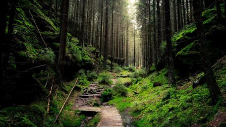 Enchanted Forest Trail Awaits Adventure wallpaper
