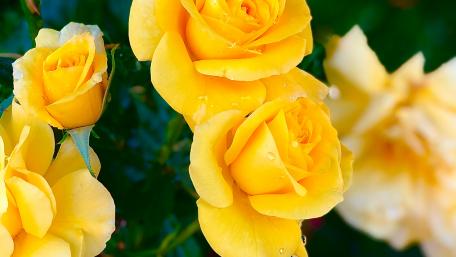 Yellow Roses wallpaper