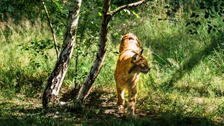 Majestic Eurasian Lynx in the Wilderness wallpaper