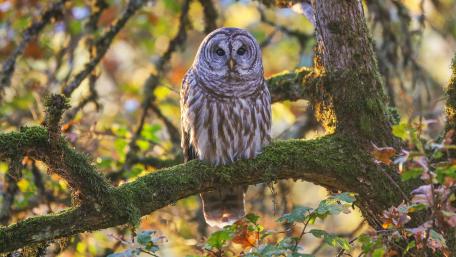 Majestic Owl Perched in Nature's Embrace wallpaper