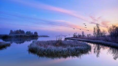 Serene Swamp at Blue Hour wallpaper
