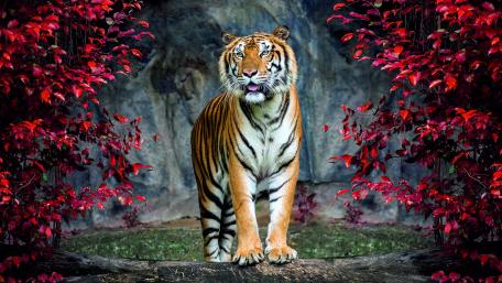 Majestic Bengal Tiger in Vibrant Forest wallpaper