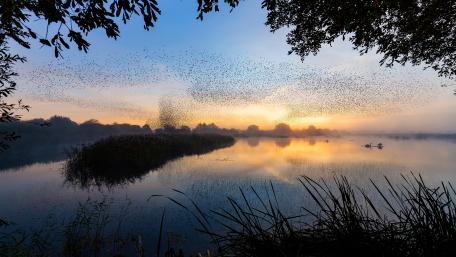Serene Morning Over the Wetland Waters wallpaper