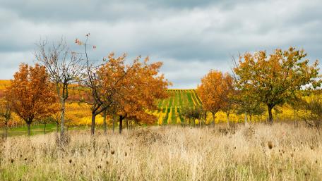 Vibrant Autumn Fields in 4K Quality wallpaper