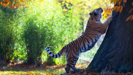 Majestic Tiger in Autumn Wilderness wallpaper