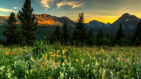 Vibrant Wildflowers in a Serene Mountain Valley Scene wallpaper