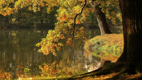 Golden Autumn Reflections on the Lake wallpaper