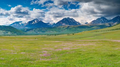 Majestic Mountains Above a Blooming Meadow wallpaper