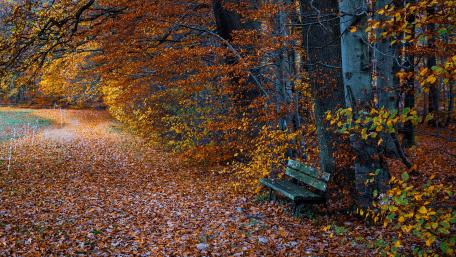 Serene Autumn Embrace in the Forest wallpaper