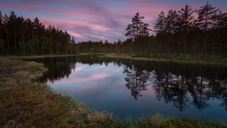 Serene Evening Reflection in the Forest wallpaper