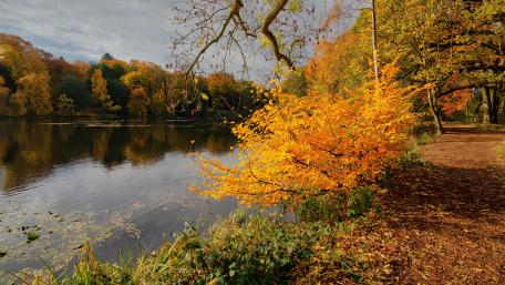 Golden Autumn Reflections in Nature wallpaper